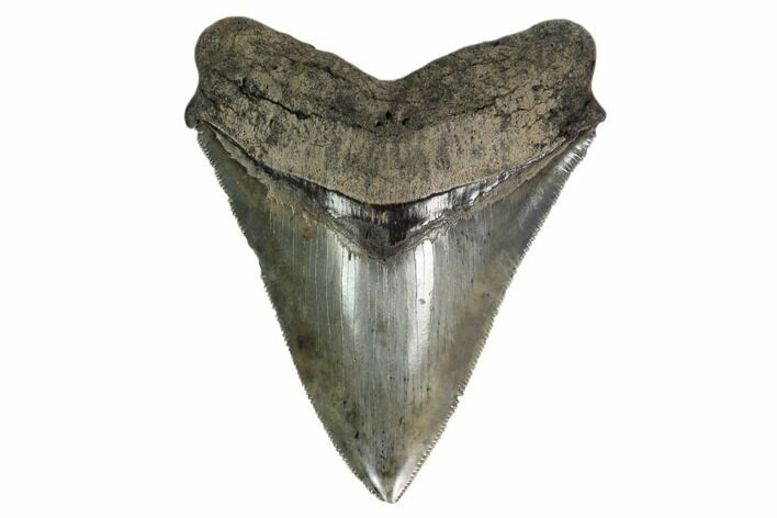 Serrated, Fossil Megalodon Tooth - South Carolina #161654